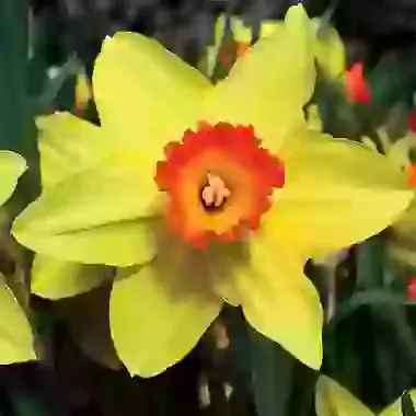 Red Devon